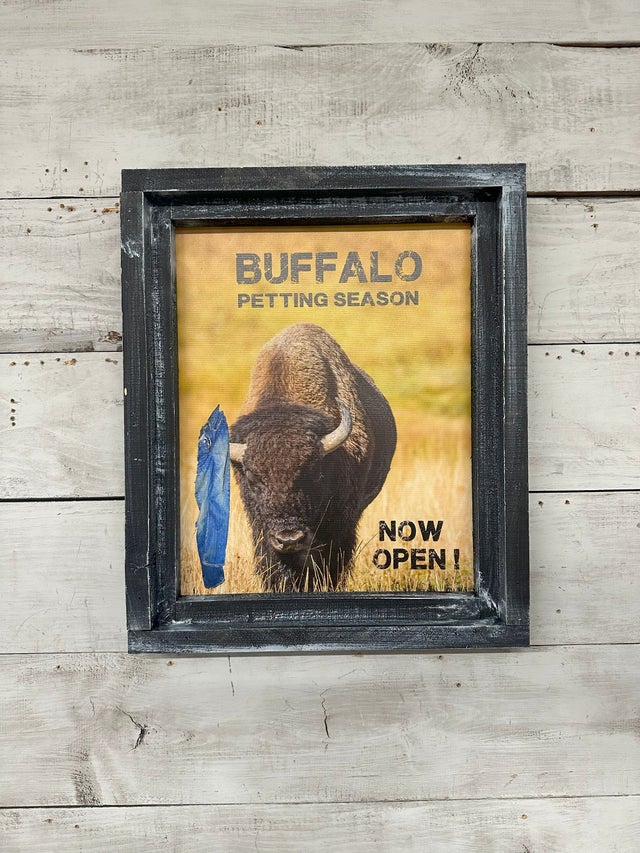 South Dakota Buffalo Petting Season Canvas Print