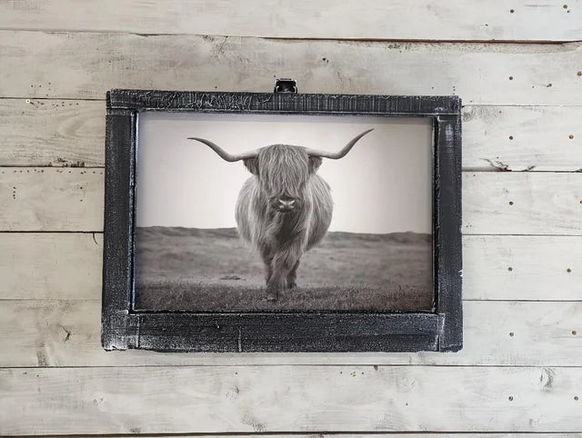 Scottish Highland Cow Canvas Print