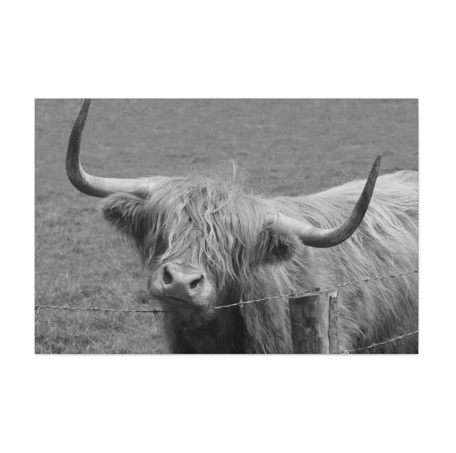 Scottish Highland Barbwire Wrapped Canvas